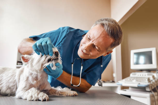 Best 24-Hour Emergency Dental Care in New Oxford, PA